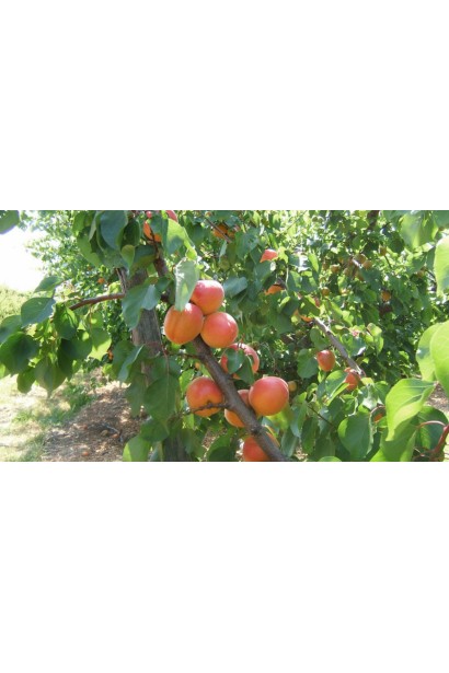 Абрикос Меджик Кот 